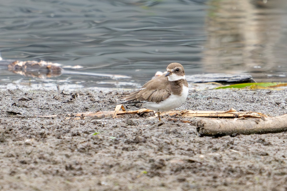 Semipalmated Plover - ML606871361