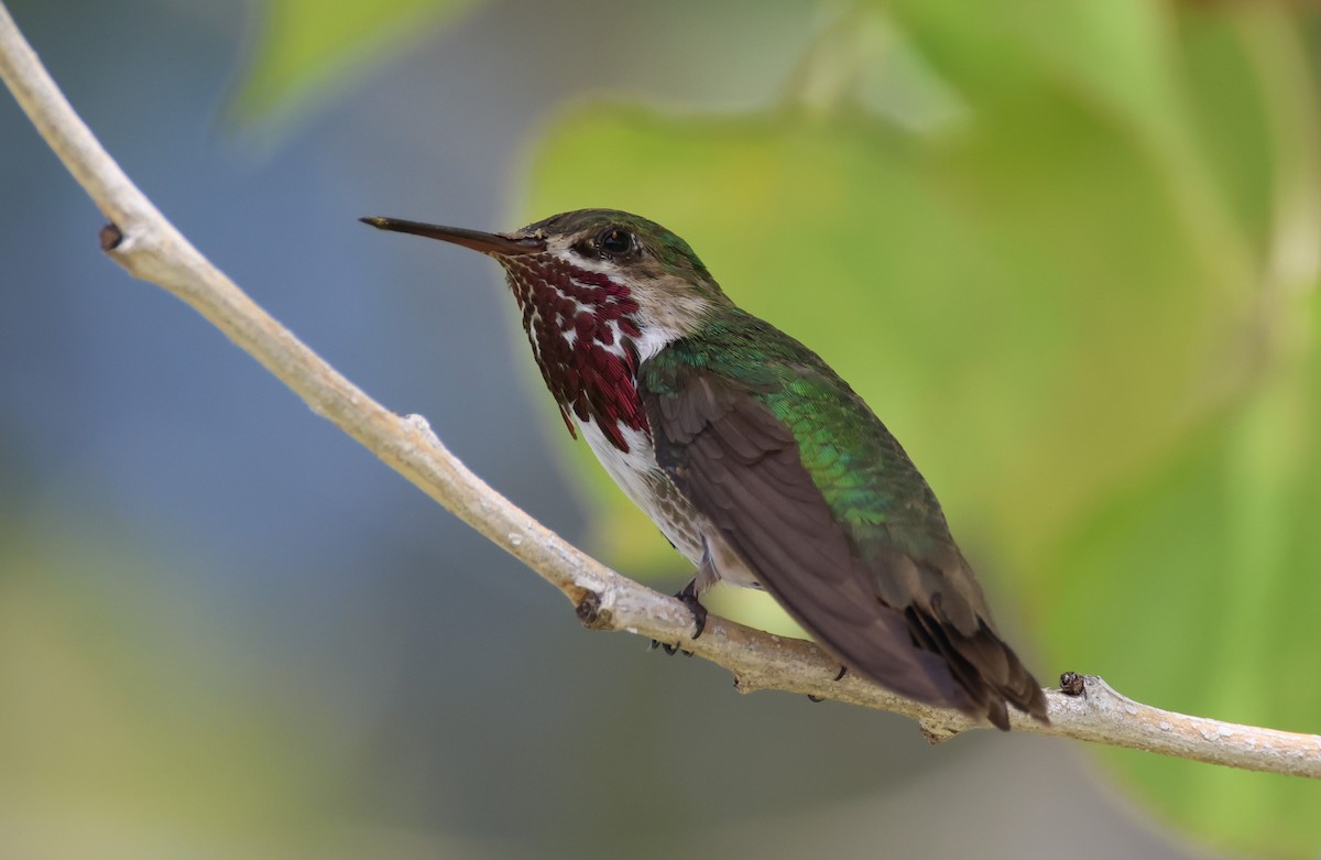 Calliope Hummingbird - ML606871401