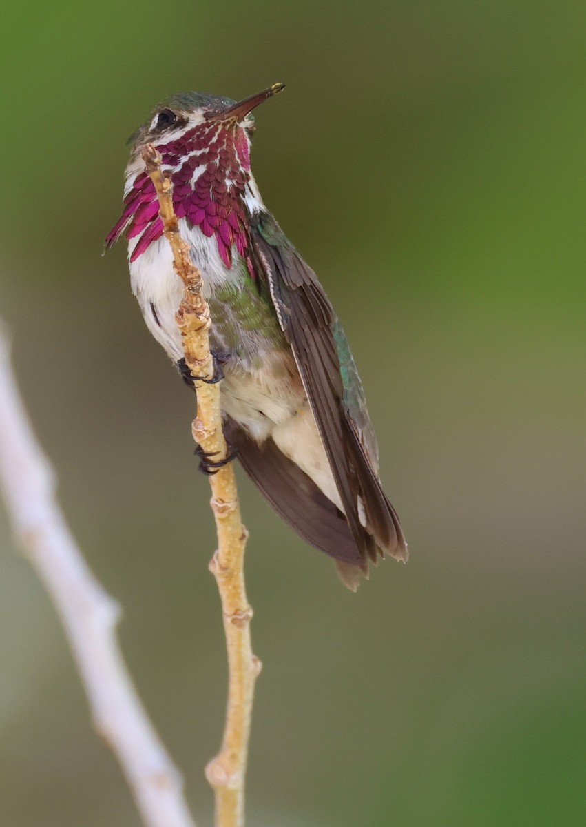 Calliope Hummingbird - ML606871511