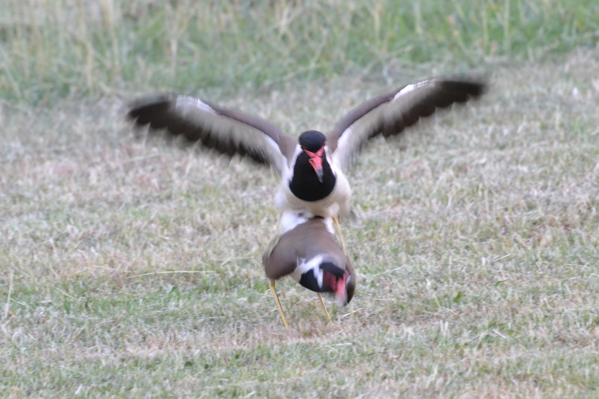 Red-wattled Lapwing - ML60687161