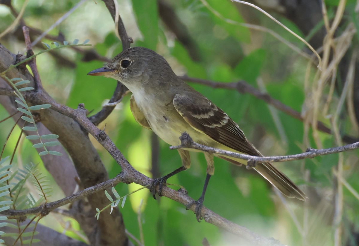 Willow Flycatcher - ML606872041