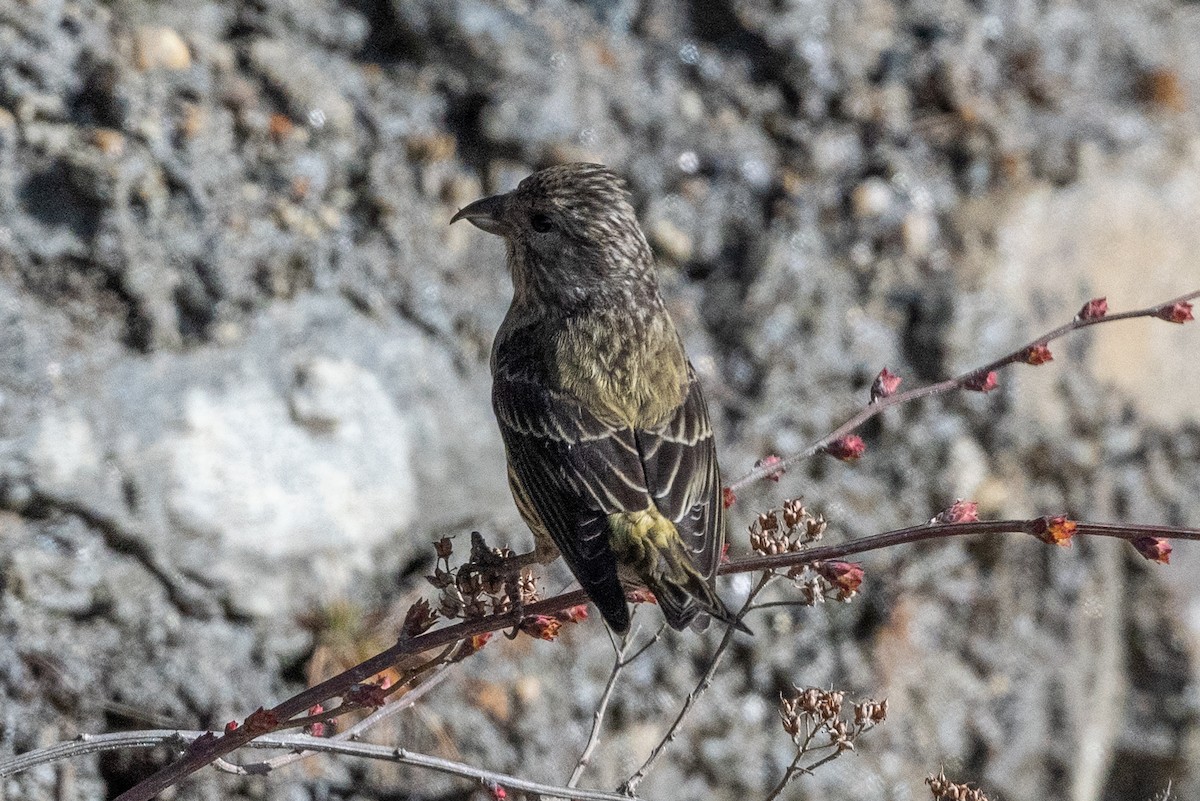 Red Crossbill - ML606872111