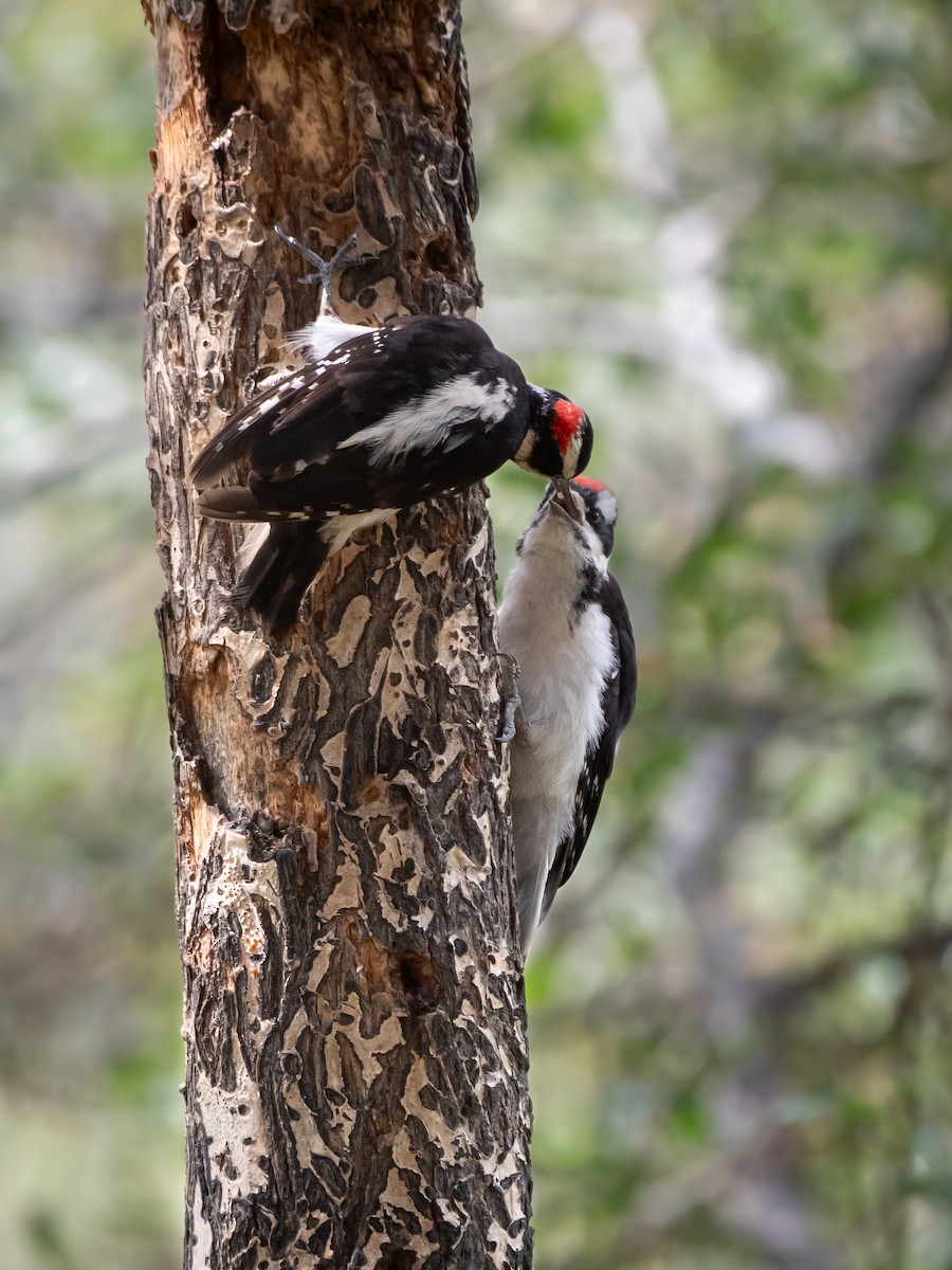Hairy Woodpecker (Rocky Mts.) - Ava Kornfeld