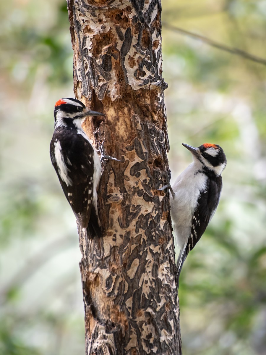 Hairy Woodpecker (Rocky Mts.) - Ava Kornfeld