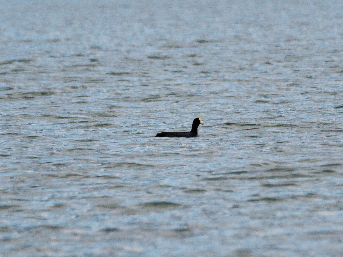 White-winged Coot - ML606872681