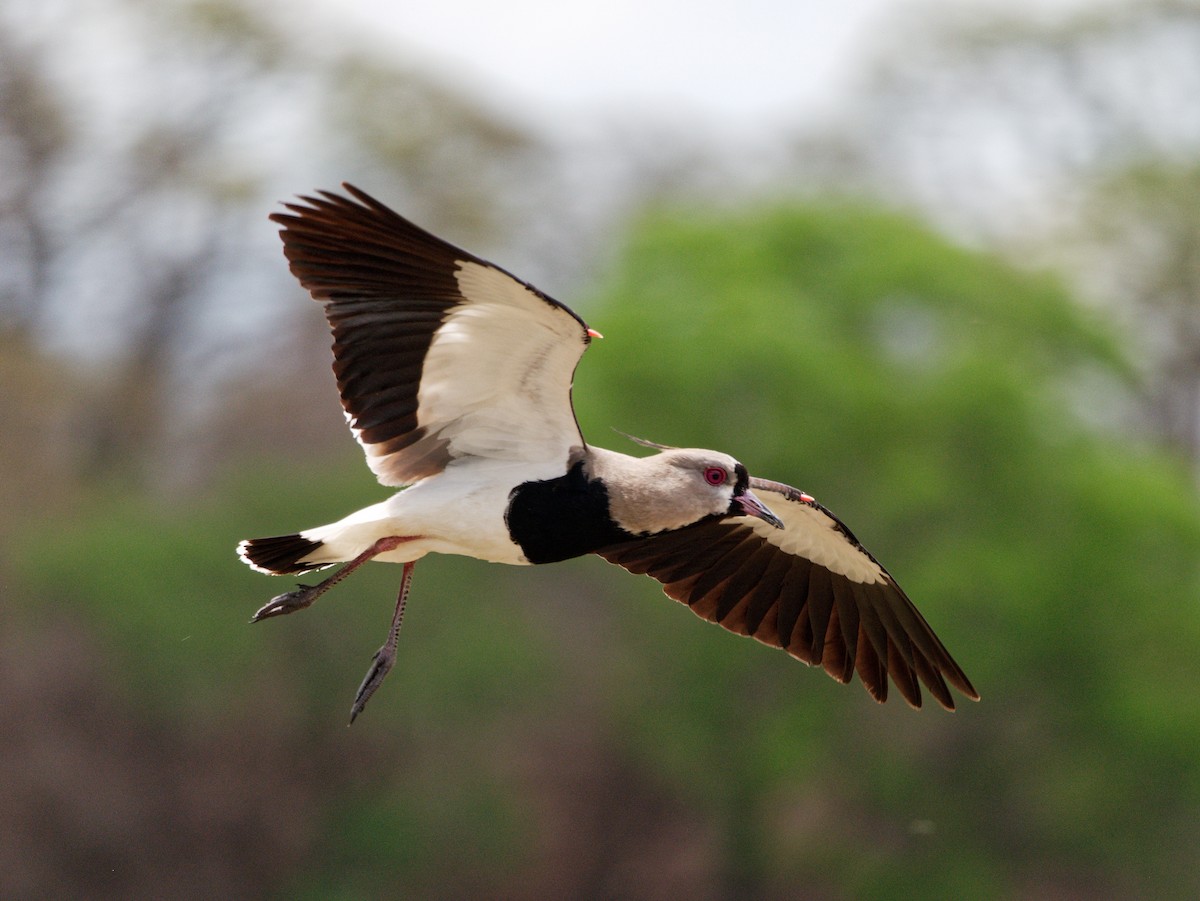 Southern Lapwing - ML606872711