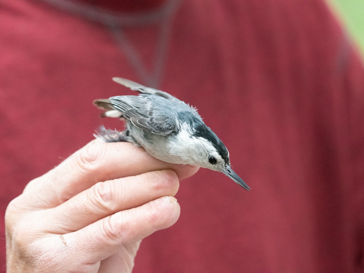 White-breasted Nuthatch (Interior West) - Ava Kornfeld