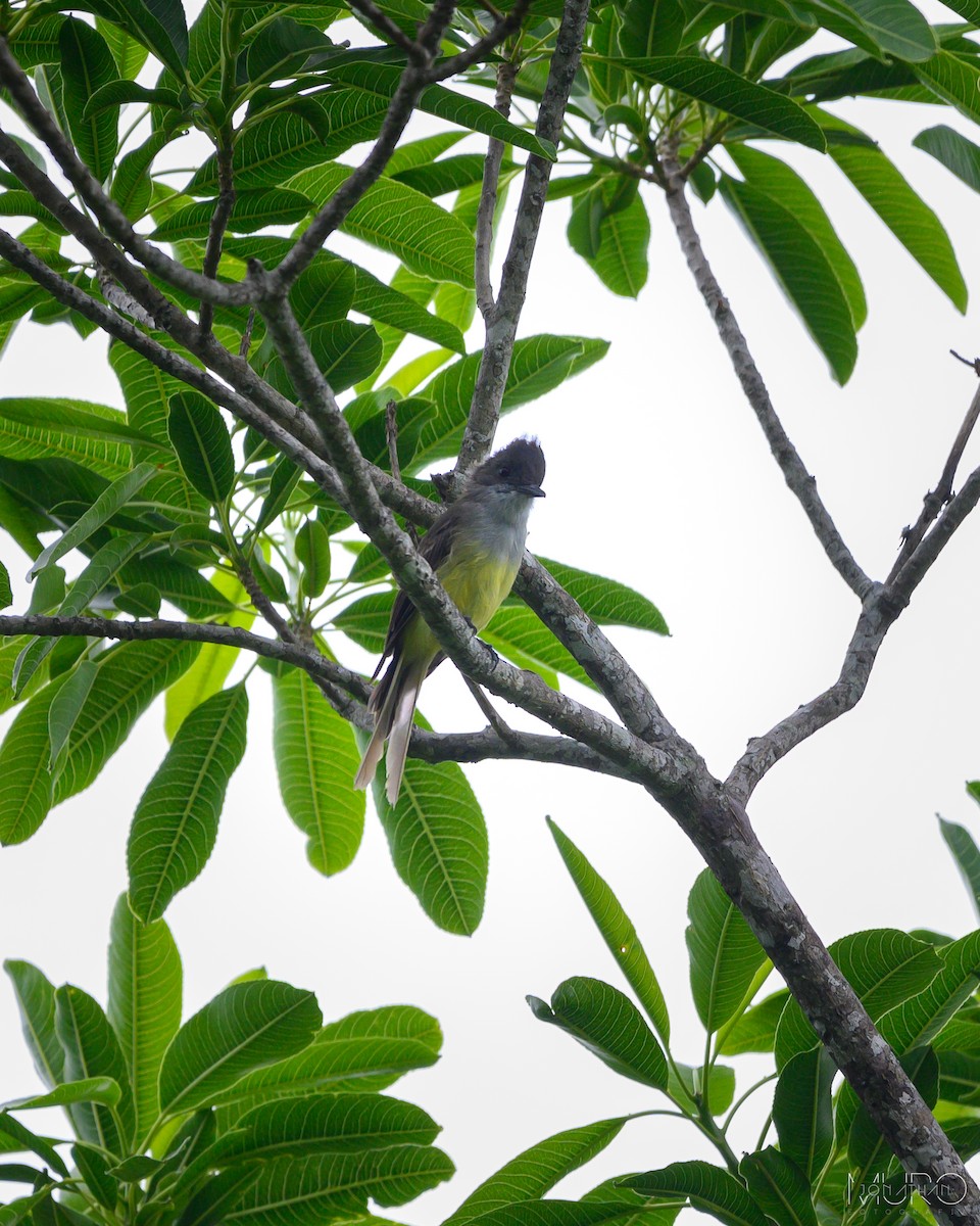 Dusky-capped Flycatcher - ML606872771