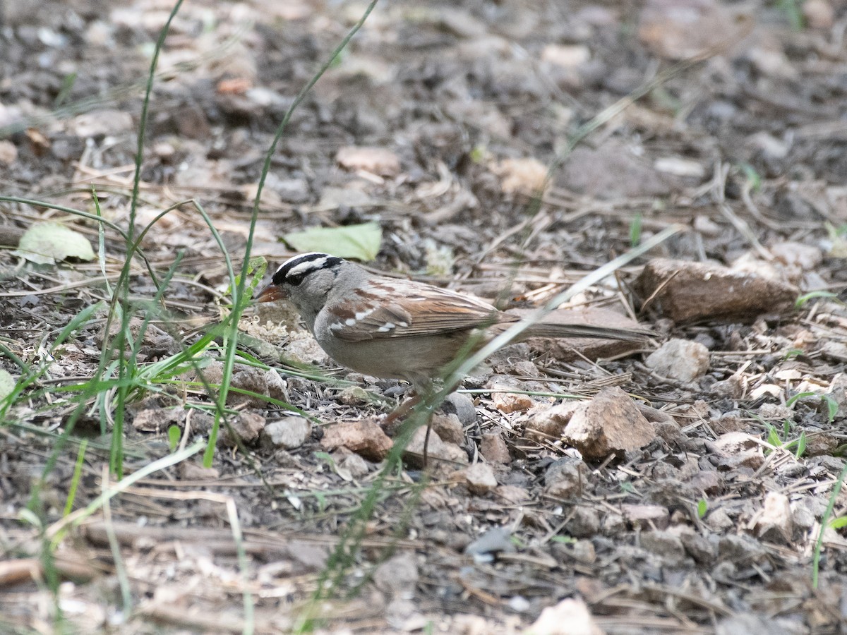 White-crowned Sparrow - ML606873521