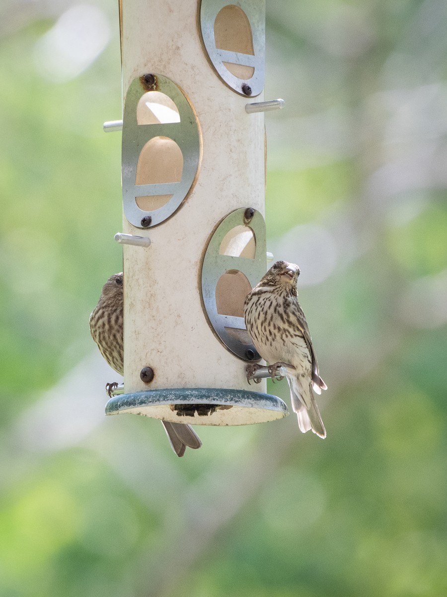 Cassin's Finch - ML606873551