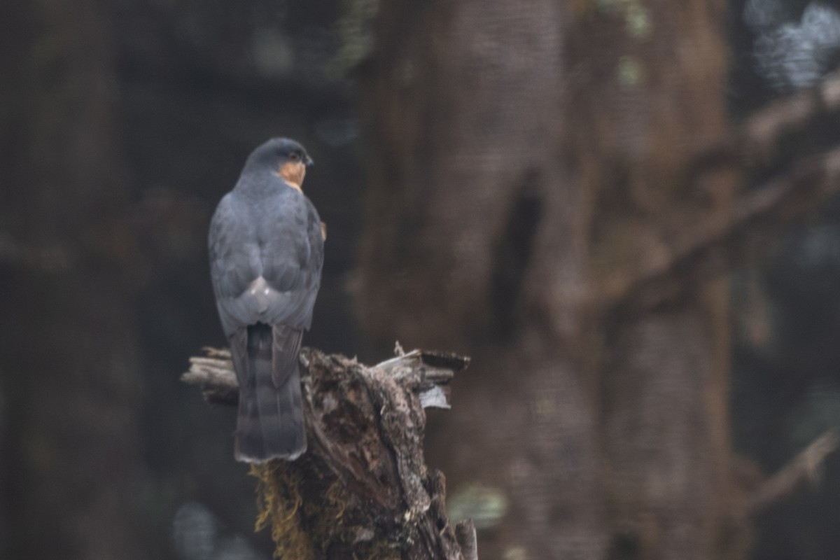 Eurasian Sparrowhawk - Hans Norelius