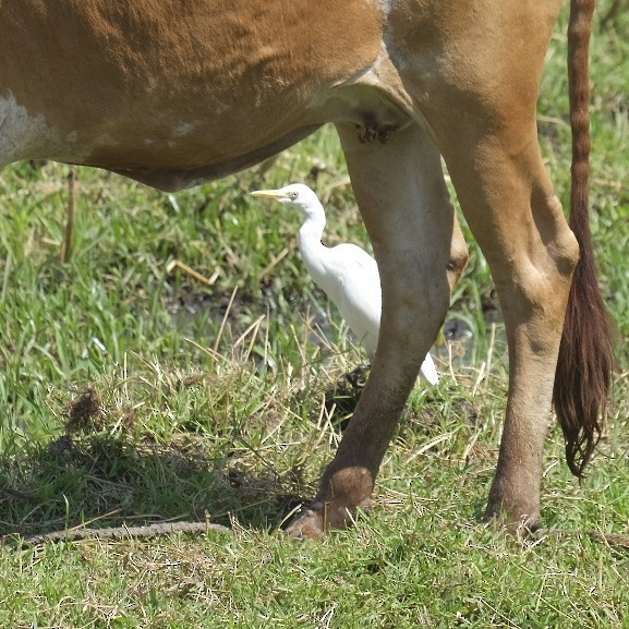 Western Cattle Egret - ML606873881