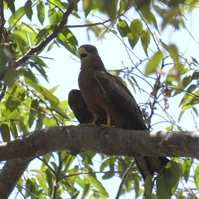 luňák hnědý (ssp. aegyptius/parasitus) - ML606873921