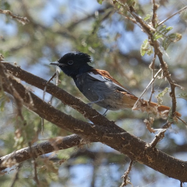 African Paradise-Flycatcher - ML606874031