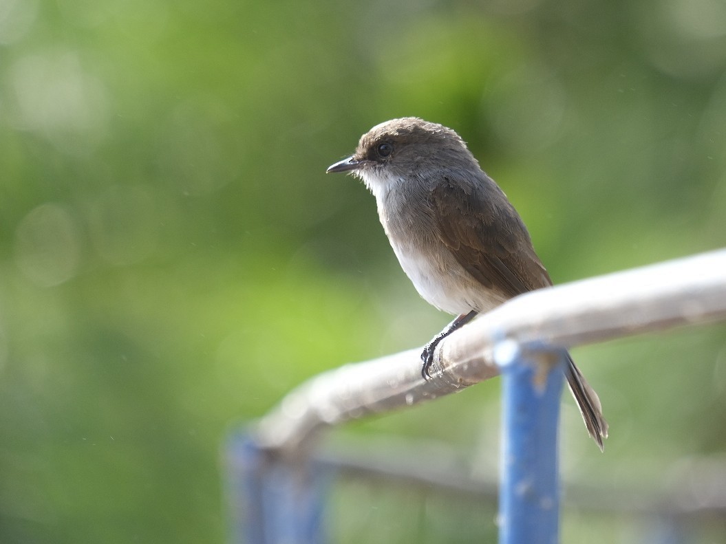 Swamp Flycatcher - ML606874371