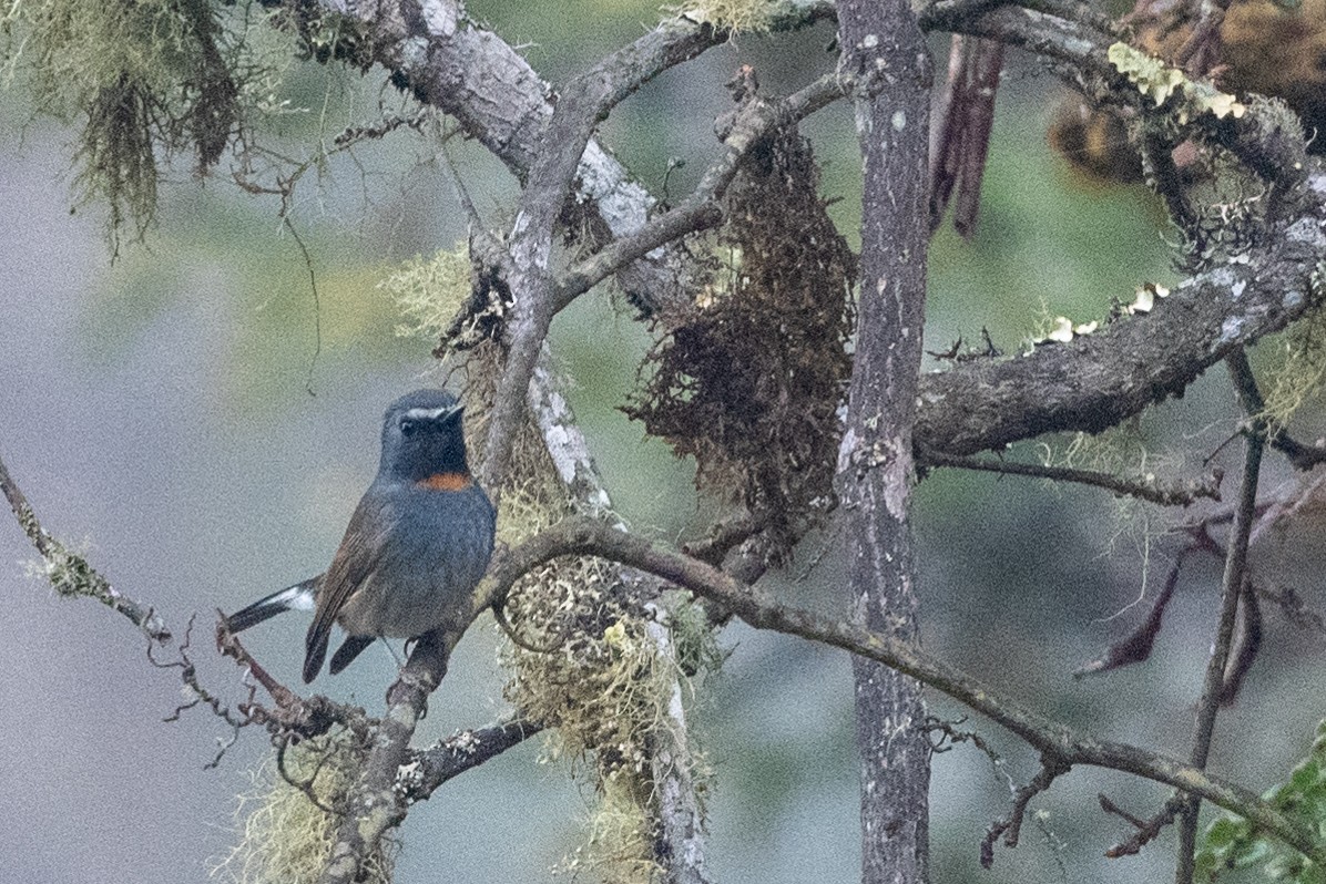 Rufous-gorgeted Flycatcher - ML606874581