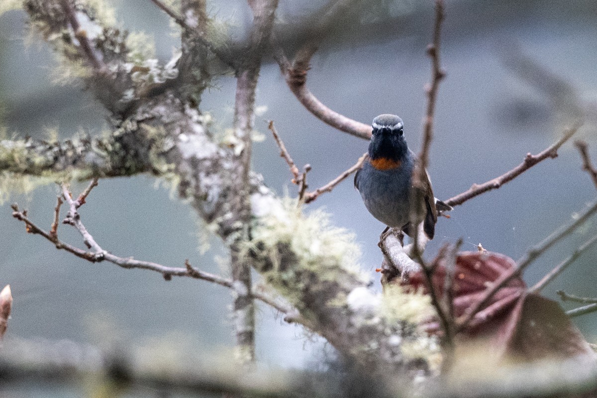 Rufous-gorgeted Flycatcher - ML606874591