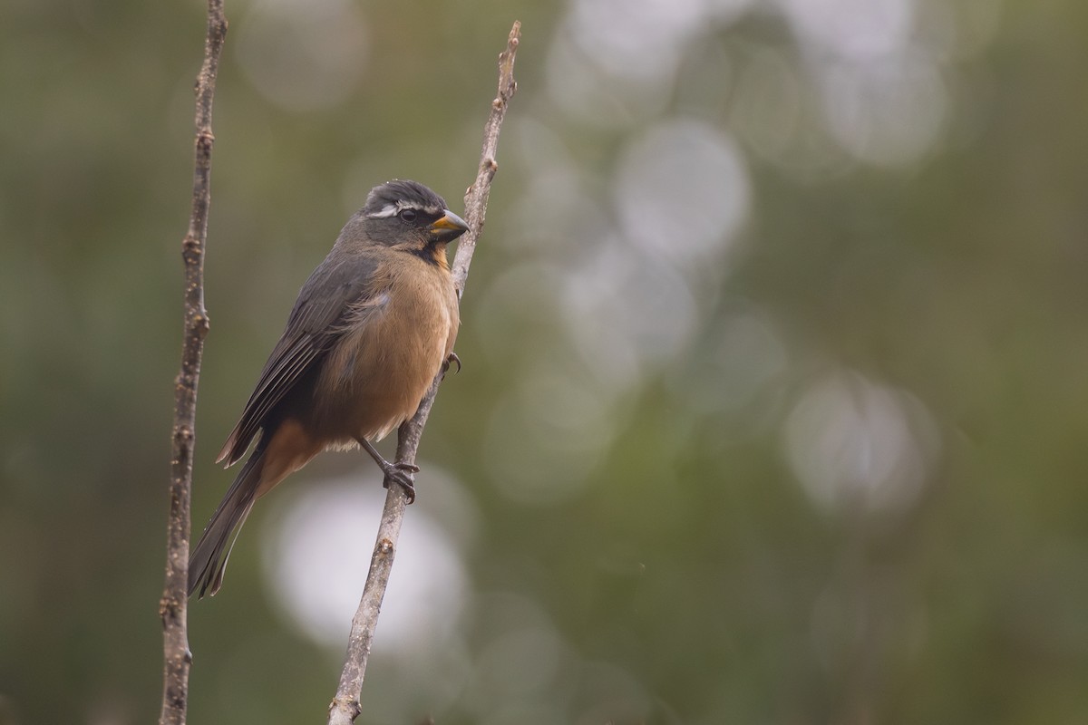 Thick-billed Saltator - ML606874941