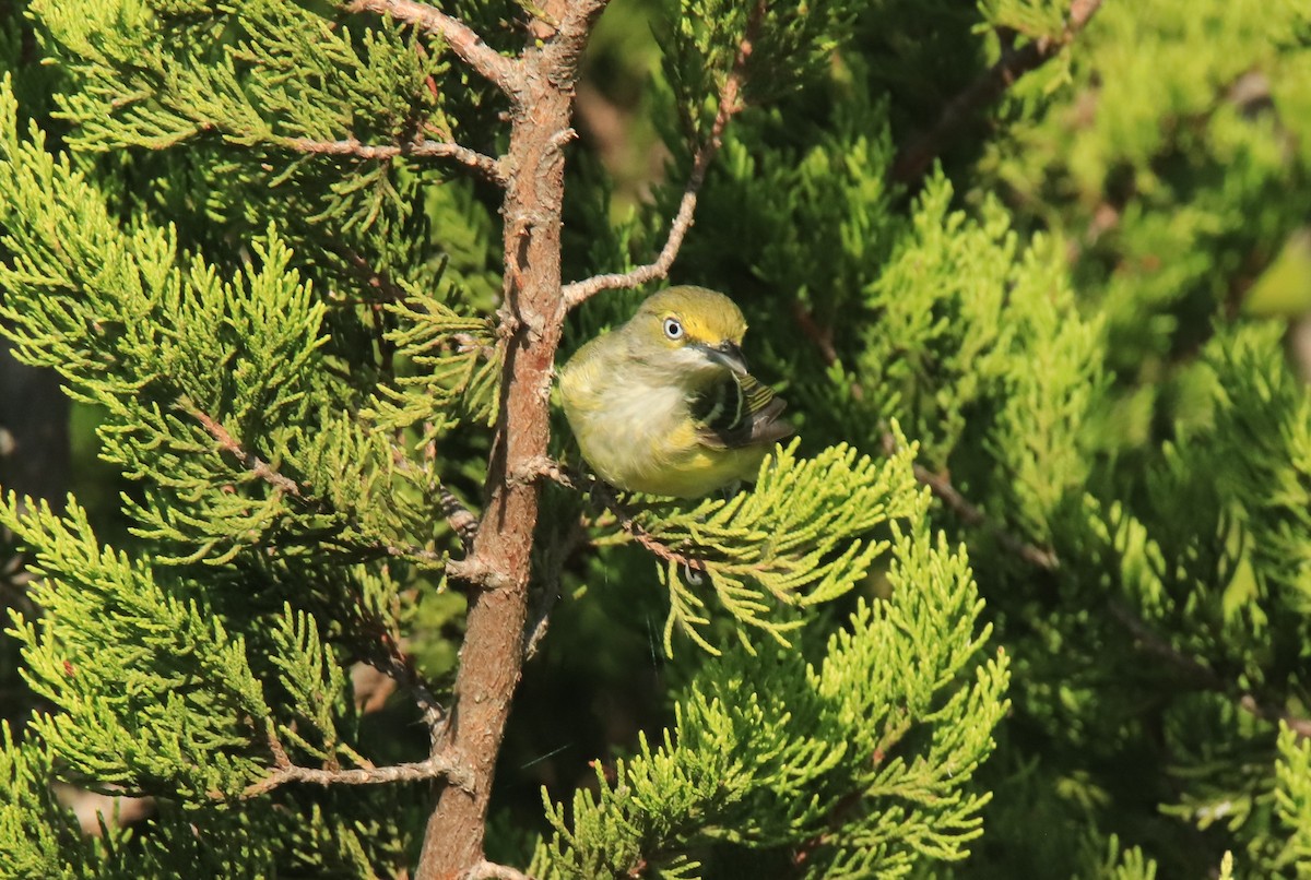 White-eyed Vireo - ML606874981