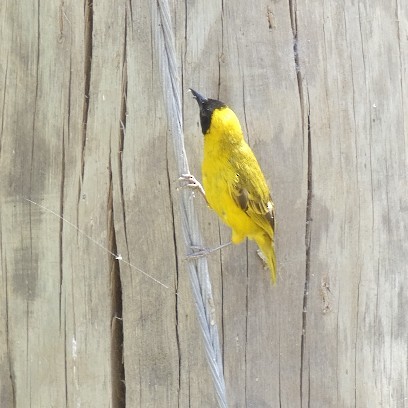 Slender-billed Weaver - ML606875151