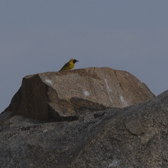 Slender-billed Weaver - ML606875161