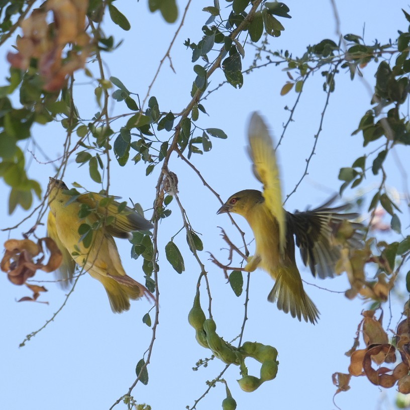 Slender-billed Weaver - ML606875171