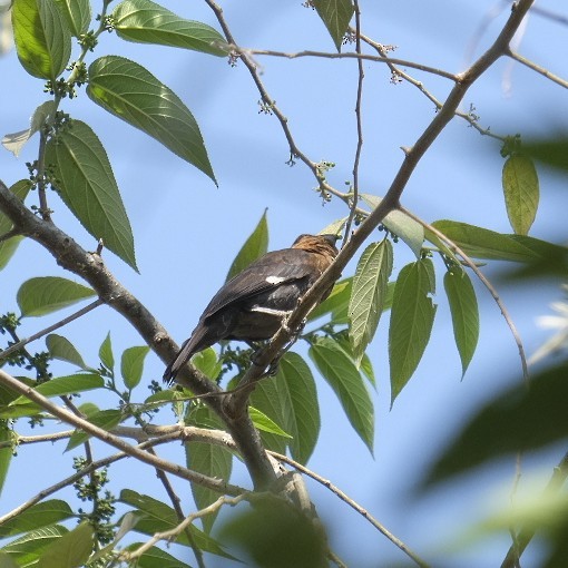 Grosbeak Weaver - ML606875251