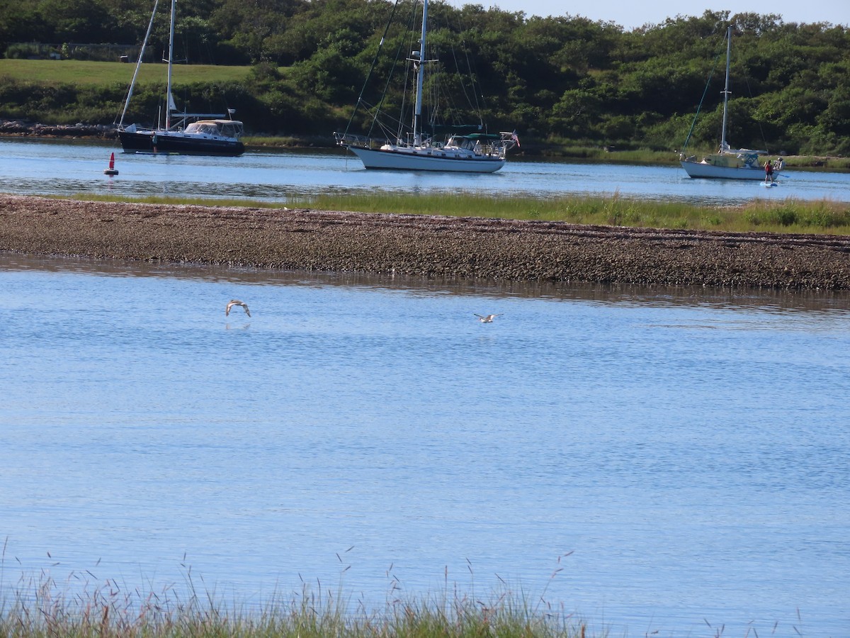 American Oystercatcher - ML606875551