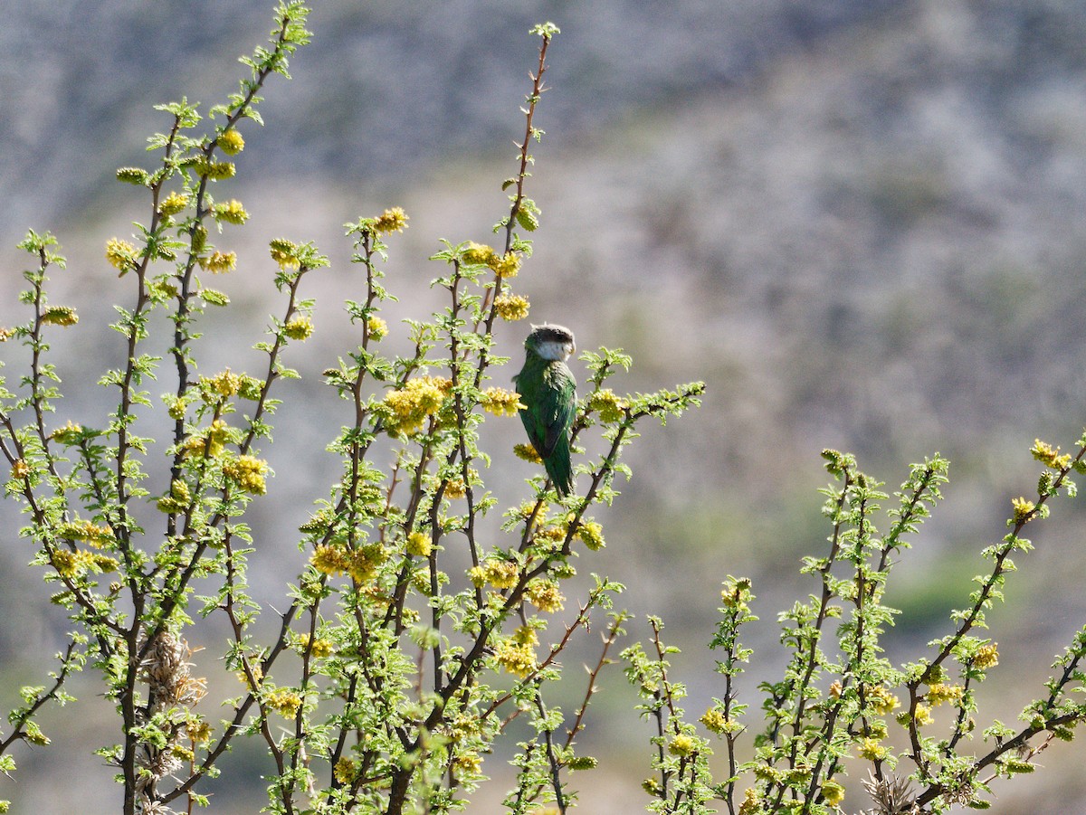 Gray-hooded Parakeet - ML606875821