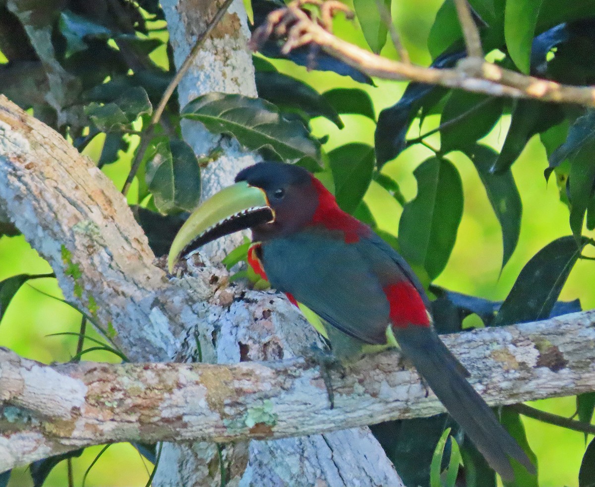Red-necked Aracari - Mark Amershek