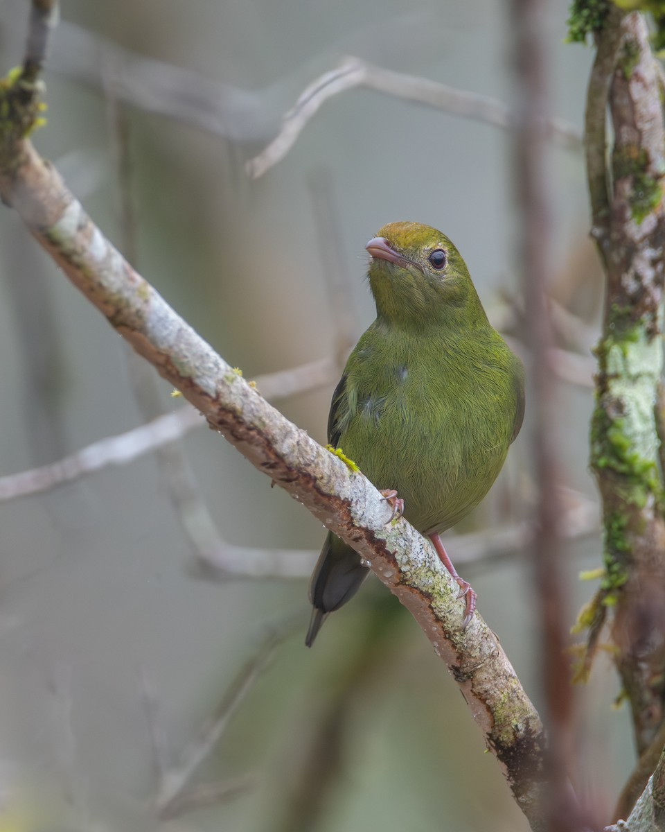 Swallow-tailed Manakin - ML606876161