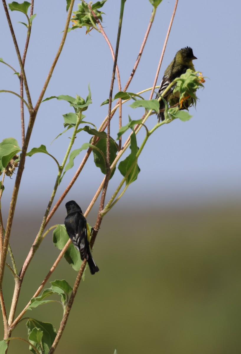 Lesser Goldfinch - ML606876251