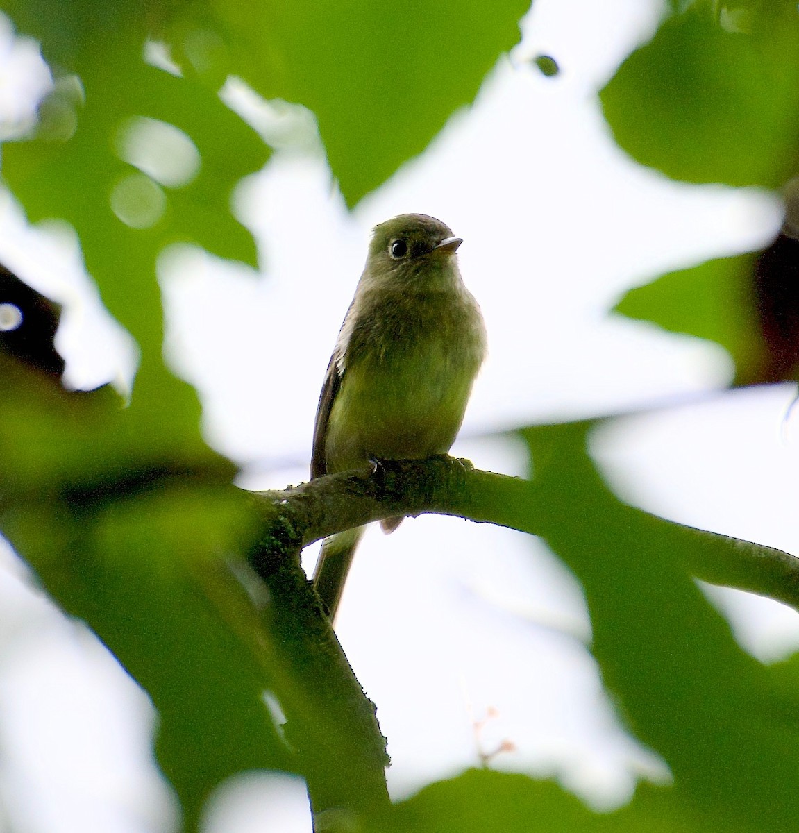 Yellow-bellied Flycatcher - ML606876261