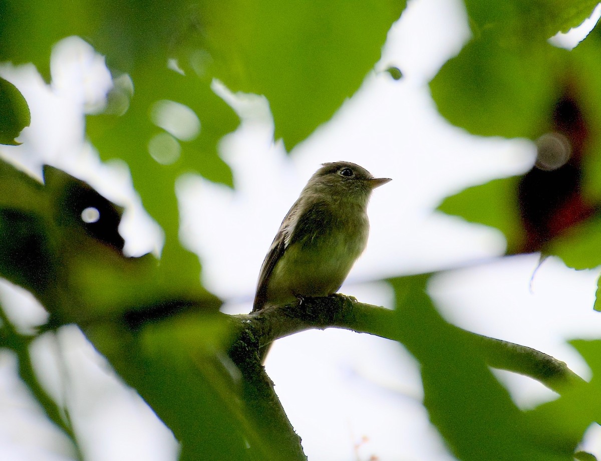 Yellow-bellied Flycatcher - ML606876271