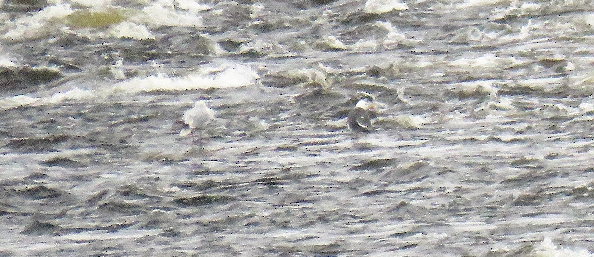 Lesser Black-backed Gull - ML606876421