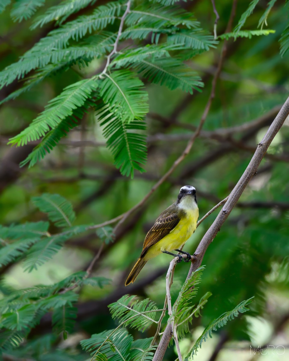 Social Flycatcher - Jonathan Muró