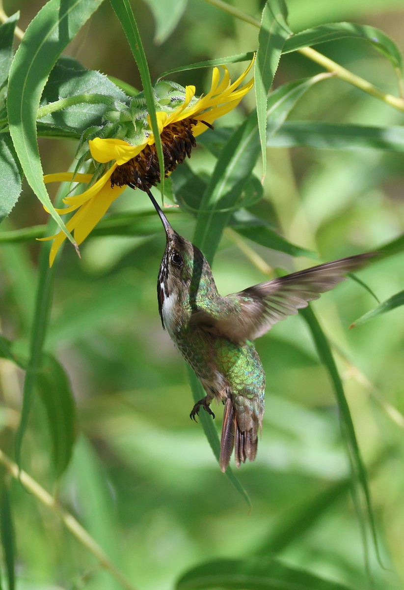 Calliope Hummingbird - ML606876581