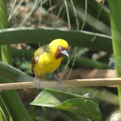 Northern Brown-throated Weaver - Floris Schenk