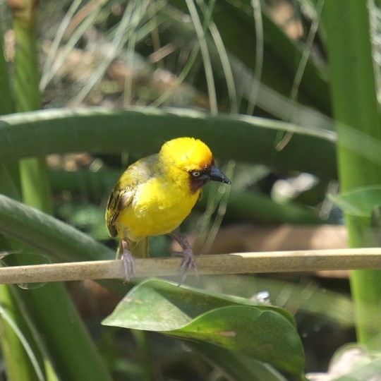 Northern Brown-throated Weaver - Floris Schenk