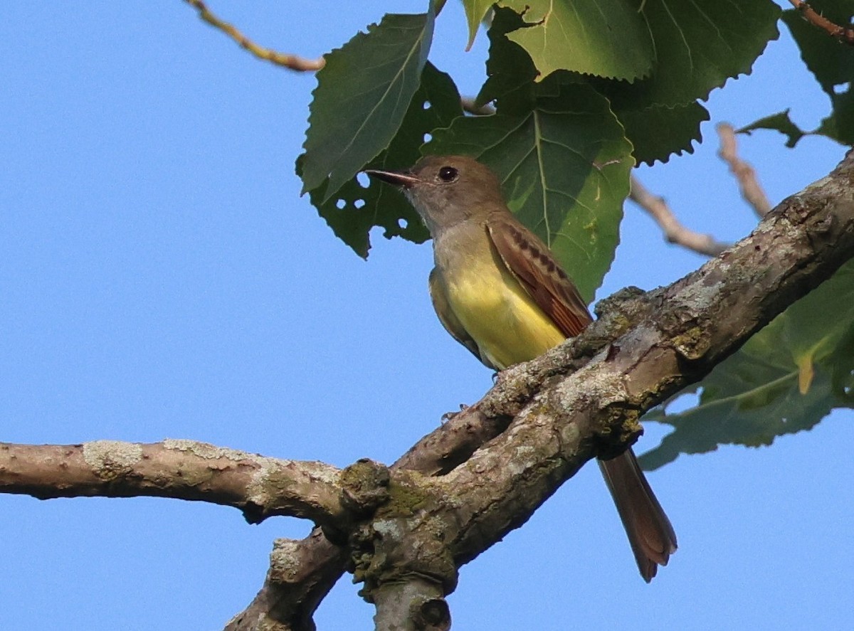 Great Crested Flycatcher - ML606877021