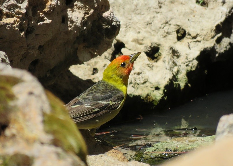 Western Tanager - Troy Corman