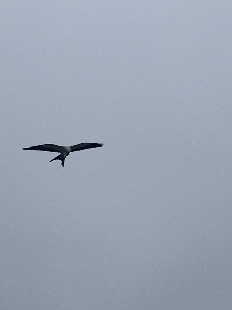 Swallow-tailed Kite - ML606877761