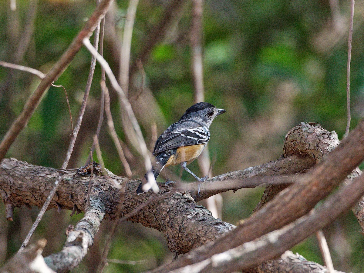 Variable Antshrike - ML606878091