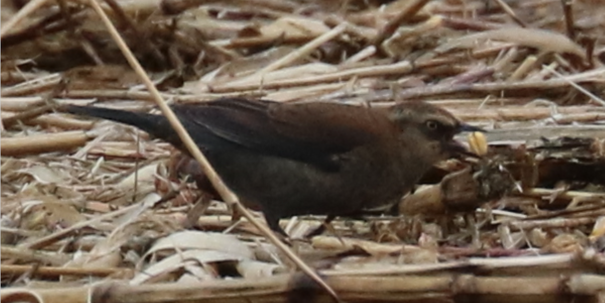 Rusty Blackbird - ML606878251