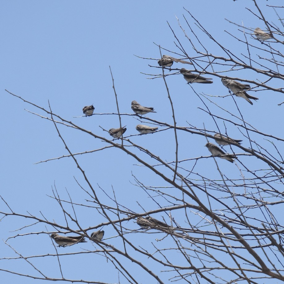 Red-throated Crag-Martin - ML606878441