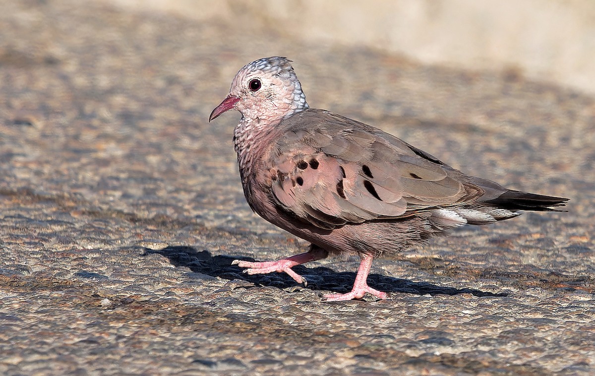 Common Ground Dove - Aidan Brubaker