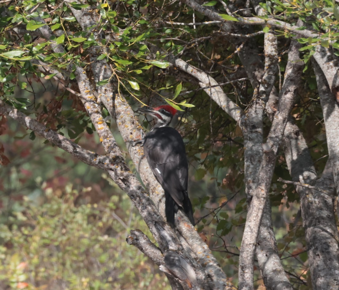Pileated Woodpecker - Steve Schubert