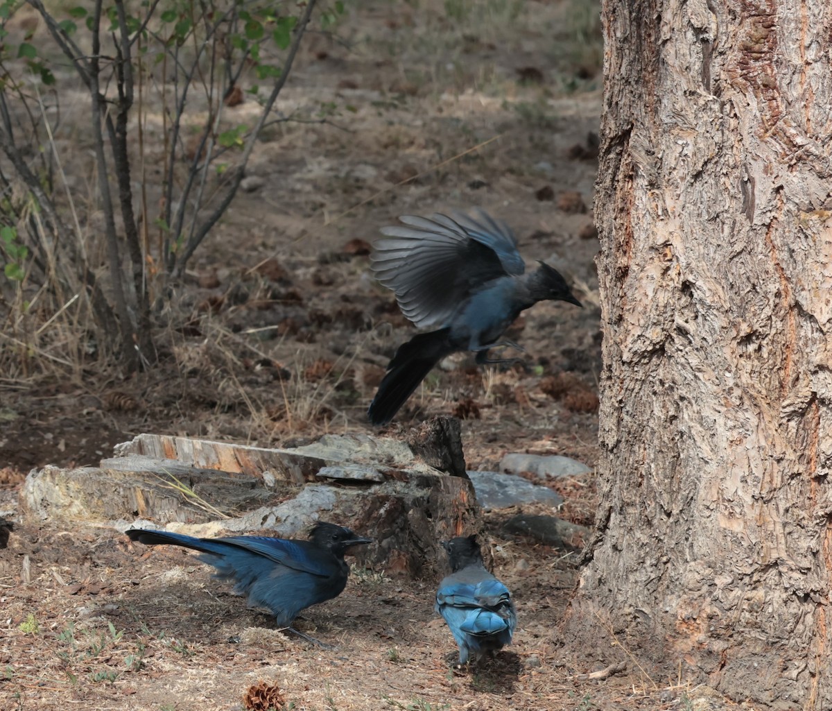 Steller's Jay - ML606879031