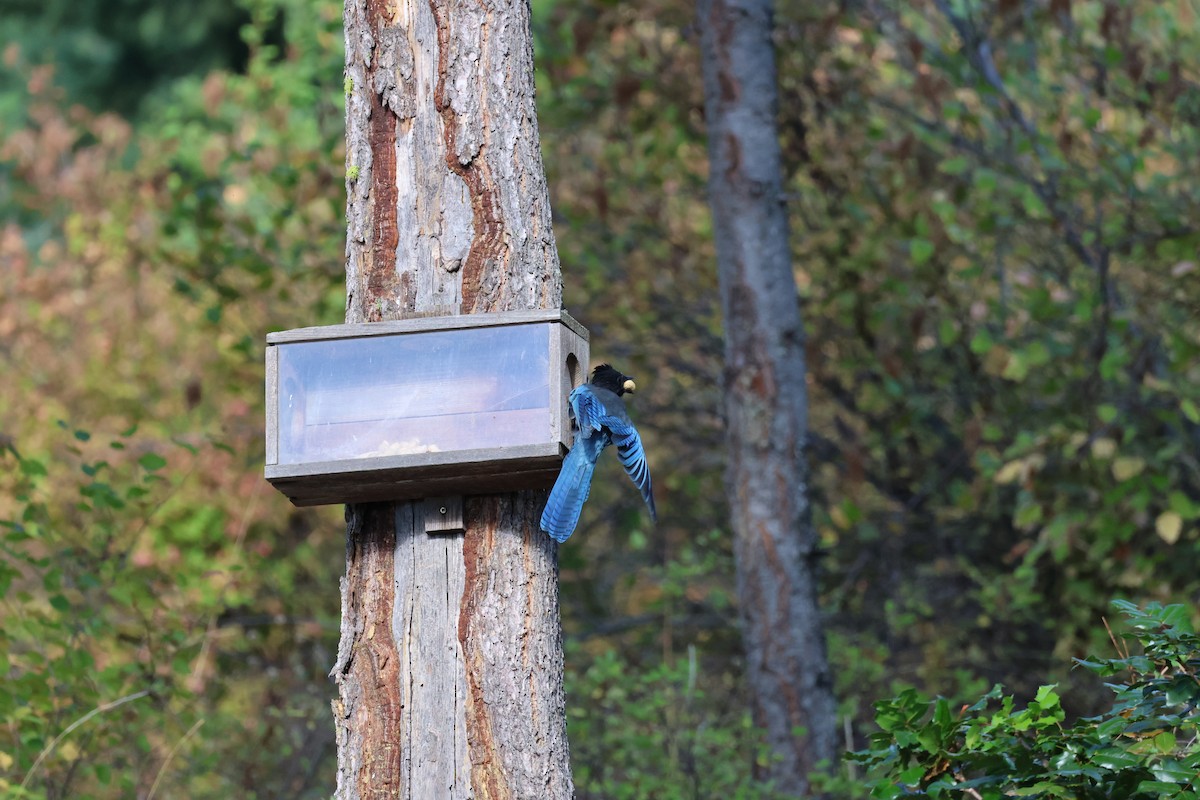 Steller's Jay - ML606879041