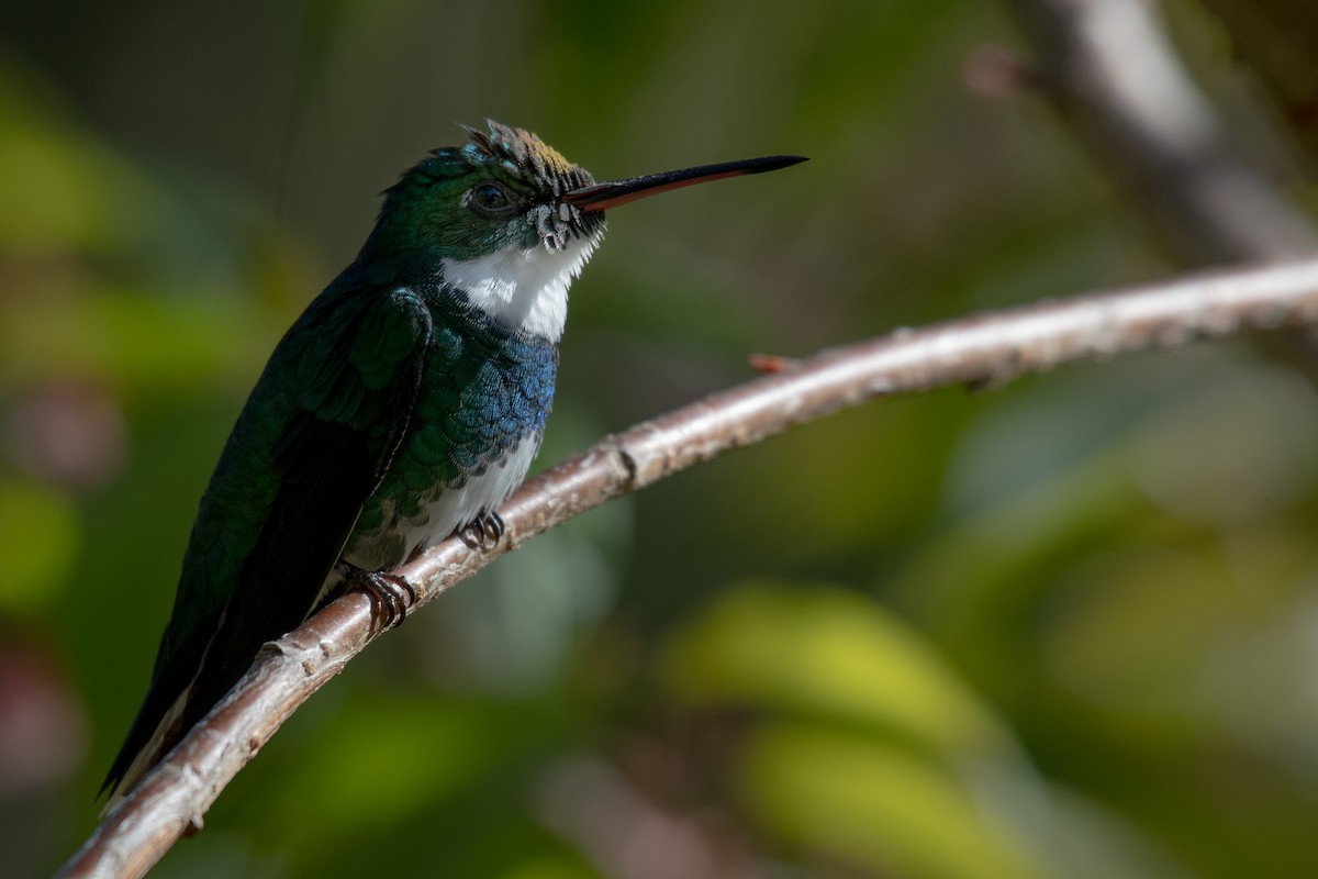 White-throated Hummingbird - Victor Castanho